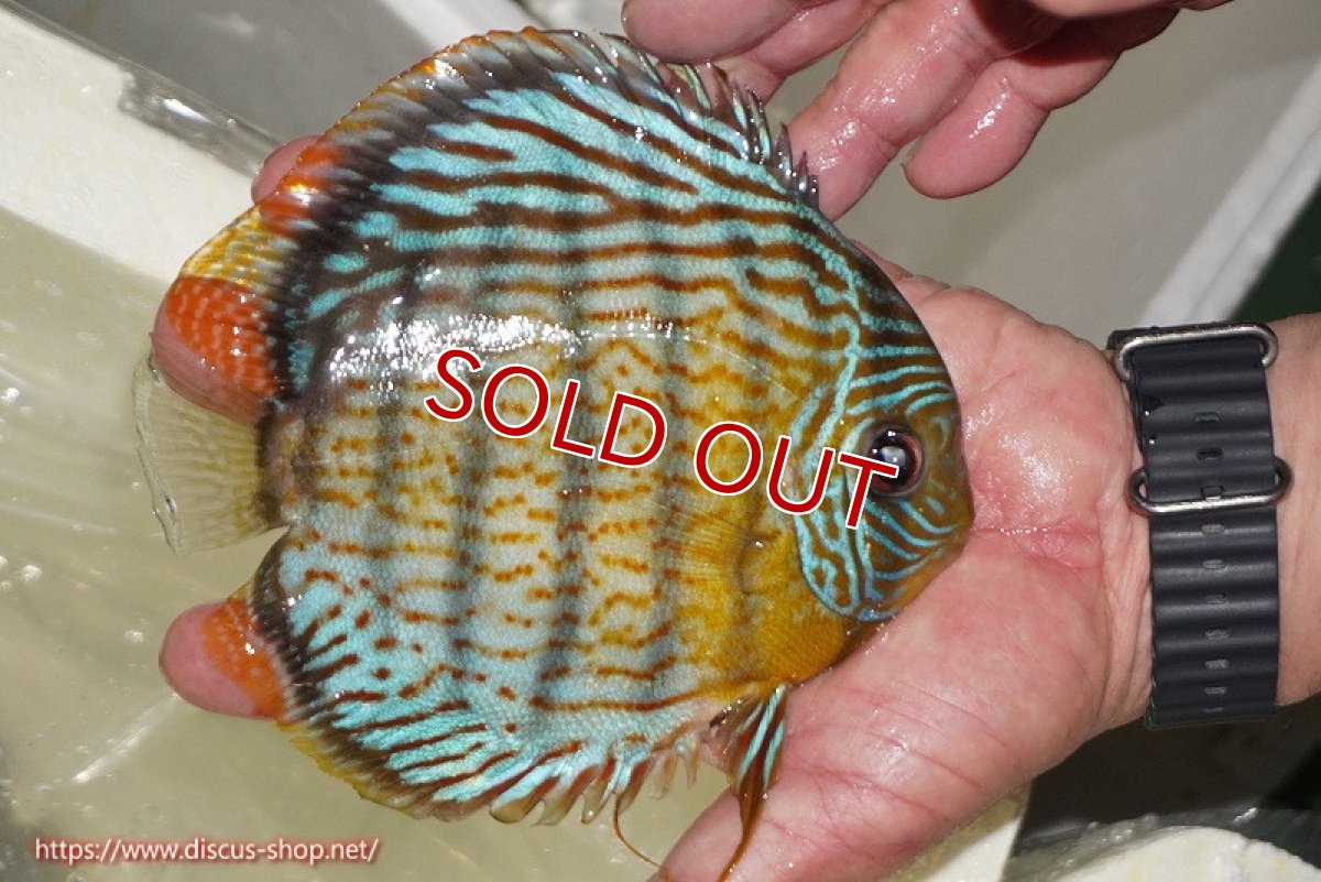 画像3: 【ワイルドディスカス】【通販】【今シーズン超希少種】アッパーテフェ スーパーロイヤル【個体販売】14-16cm（生体）アッパーテフェ産 (3)