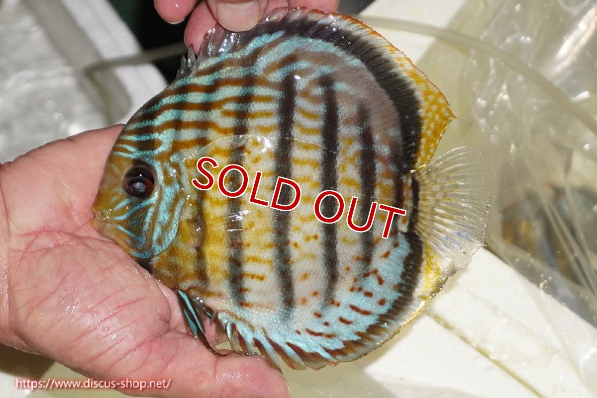 画像1: 【ワイルドディスカス】【通販】【今シーズン超希少種】アッパーテフェ スーパーロイヤル【個体販売】14-16cm（生体）アッパーテフェ産 (1)