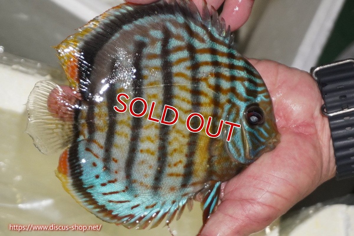 画像3: 【ワイルドディスカス】【通販】【今シーズン超希少種】アッパーテフェ スーパーロイヤル【個体販売】14-16cm（生体）アッパーテフェ産 (3)