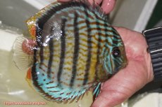 画像3: 【ワイルドディスカス】【通販】【今シーズン超希少種】アッパーテフェ スーパーロイヤル【個体販売】14-16cm（生体）アッパーテフェ産 (3)