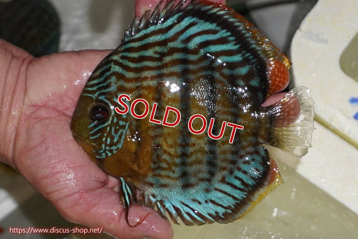 画像1: 【ワイルドディスカス】【通販】【今シーズン超希少種】アッパーテフェ スーパーロイヤル【個体販売】14-16cm（生体）アッパーテフェ産 (1)