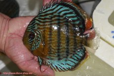 画像1: 【ワイルドディスカス】【通販】【今シーズン超希少種】アッパーテフェ スーパーロイヤル【個体販売】14-16cm（生体）アッパーテフェ産 (1)