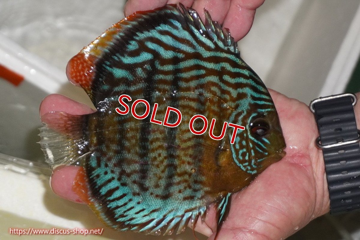 画像2: 【ワイルドディスカス】【通販】【今シーズン超希少種】アッパーテフェ スーパーロイヤル【個体販売】14-16cm（生体）アッパーテフェ産 (2)