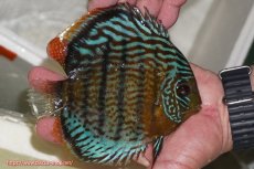 画像2: 【ワイルドディスカス】【通販】【今シーズン超希少種】アッパーテフェ スーパーロイヤル【個体販売】14-16cm（生体）アッパーテフェ産 (2)