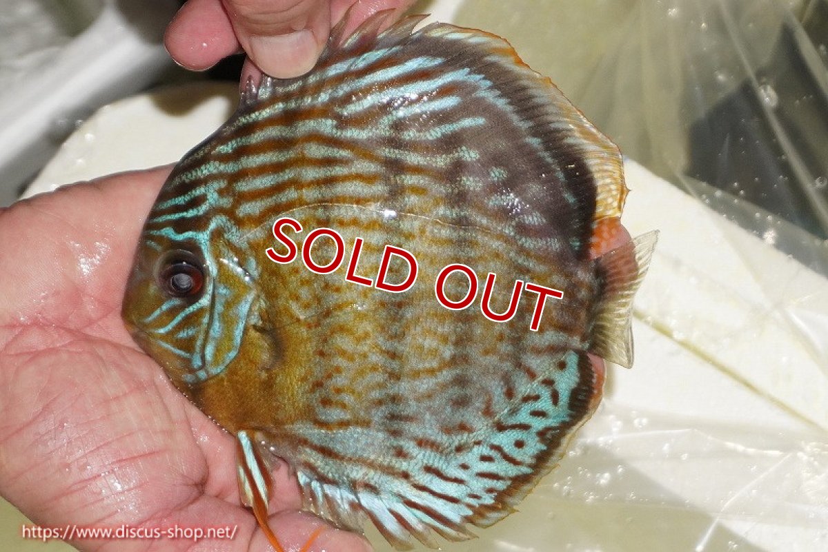 画像1: 【ワイルドディスカス】【通販】【今シーズン超希少種】アッパーテフェ スーパーロイヤル【個体販売】14-16cm（生体）アッパーテフェ産 (1)