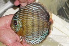 画像1: 【ワイルドディスカス】【通販】【今シーズン超希少種】アッパーテフェ スーパーロイヤル【個体販売】14-16cm（生体）アッパーテフェ産 (1)