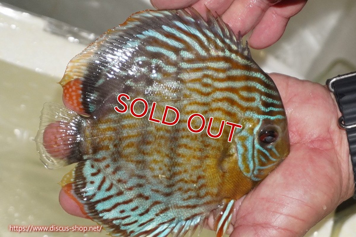 画像2: 【ワイルドディスカス】【通販】【今シーズン超希少種】アッパーテフェ スーパーロイヤル【個体販売】14-16cm（生体）アッパーテフェ産 (2)