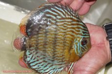 画像3: 【ワイルドディスカス】【通販】【今シーズン超希少種】アッパーテフェ スーパーロイヤル【個体販売】14-16cm（生体）アッパーテフェ産 (3)