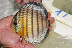 画像1: 【ワイルドディスカス】【通販】【今シーズン超希少種】アッパーテフェ スーパーロイヤル【個体販売】14-16cm（生体）アッパーテフェ産 (1)