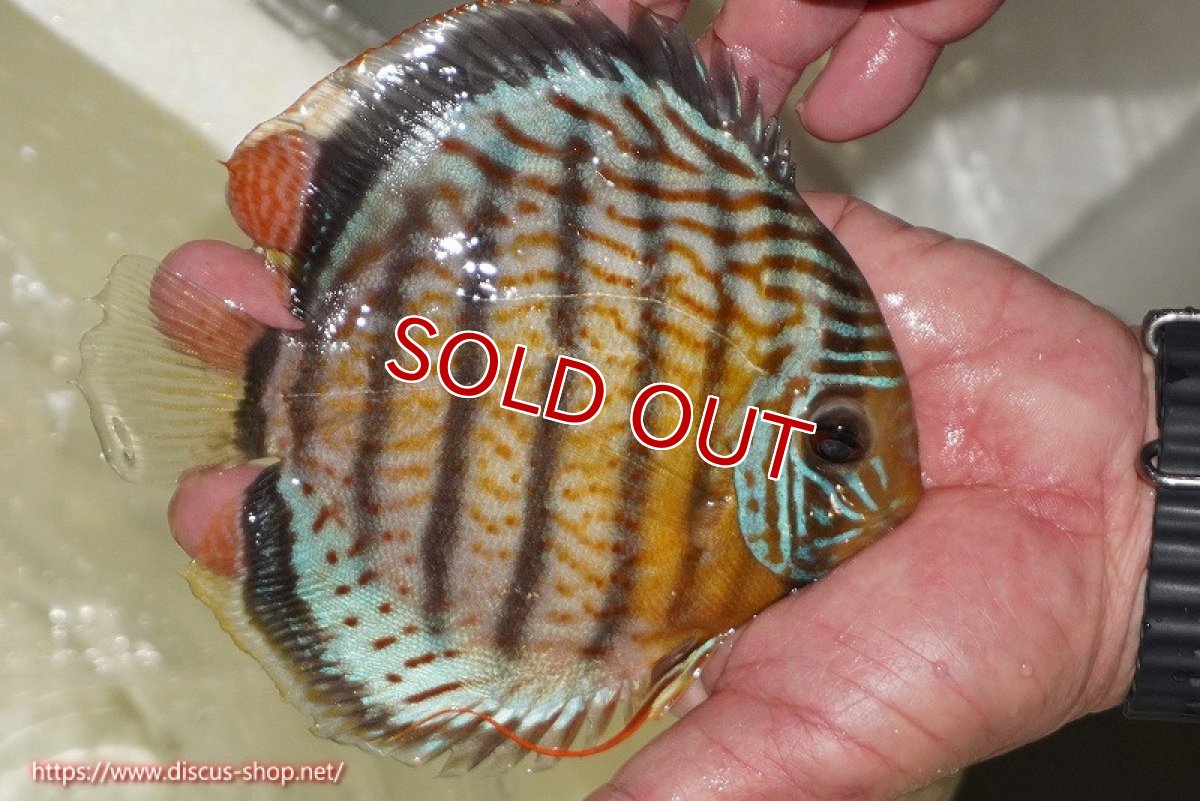 画像2: 【ワイルドディスカス】【通販】【今シーズン超希少種】アッパーテフェ スーパーロイヤル【個体販売】14-16cm（生体）アッパーテフェ産 (2)