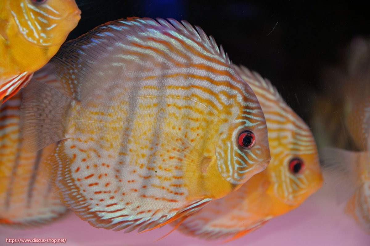 画像1: 【30周年記念セール対象個体】【ワイルドディスカス】【通販】【今シーズン超希少種】アッパーテフェ スーパーロイヤル【個体販売】14-16cm（生体）アッパーテフェ産 (1)