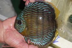 画像1: 【ワイルドディスカス】【通販】【今シーズン超希少種】アッパーテフェ スーパーロイヤル【個体販売】14-16cm（生体）アッパーテフェ産 (1)