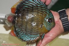 画像4: 【30周年記念セール対象個体】【ワイルドディスカス】【通販】【今シーズン超希少種】アッパーテフェ スーパーロイヤル【個体販売】14-16cm（生体）アッパーテフェ産 (4)