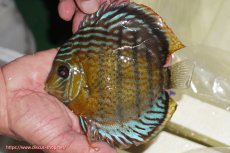 画像1: 【ワイルドディスカス】【通販】【今シーズン超希少種】アッパーテフェ スーパーロイヤル【個体販売】14-16cm（生体）アッパーテフェ産 (1)