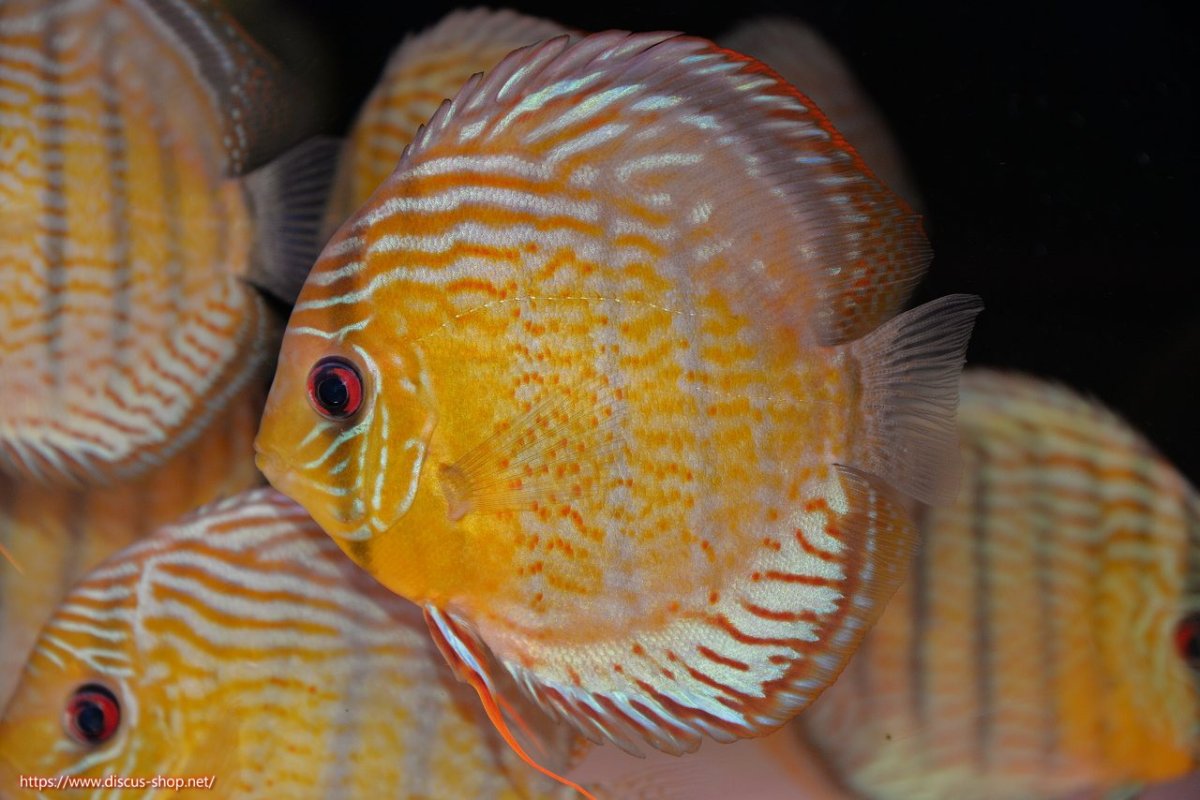 画像2: 【30周年記念セール対象個体】【ワイルドディスカス】【通販】【今シーズン超希少種】アッパーテフェ スーパーロイヤル【個体販売】14-16cm（生体）アッパーテフェ産 (2)