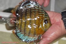 画像4: 【決算セール対象個体】【ワイルドディスカス】【通販】【今シーズン超希少種】アッパーテフェ スーパーロイヤル【個体販売】14-16cm（生体）アッパーテフェ産 (4)