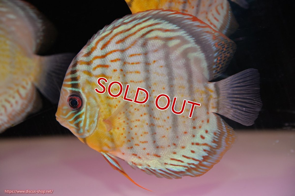 画像1: 【ワイルドディスカス】【通販】【今シーズン超希少種】アッパーテフェ スーパーロイヤル【個体販売】14-16cm（生体）アッパーテフェ産 (1)