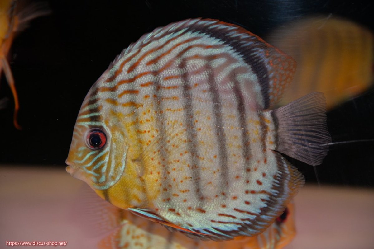 画像2: 【決算セール対象個体】【ワイルドディスカス】【通販】【今シーズン超希少種】アッパーテフェ スーパーロイヤル【個体販売】14-16cm（生体）アッパーテフェ産 (2)