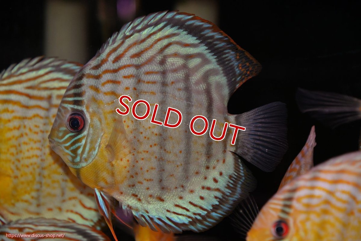 画像2: 【ワイルドディスカス】【通販】【今シーズン超希少種】アッパーテフェ スーパーロイヤル【個体販売】14-16cm（生体）アッパーテフェ産 (2)