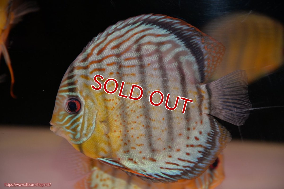 画像3: 【ワイルドディスカス】【通販】【今シーズン超希少種】アッパーテフェ スーパーロイヤル【個体販売】14-16cm（生体）アッパーテフェ産 (3)