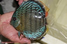 画像3: 【決算セール対象個体】【ワイルドディスカス】【通販】【今シーズン超希少種】アッパーテフェ スーパーロイヤル【個体販売】14-16cm（生体）アッパーテフェ産 (3)