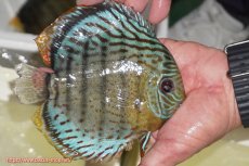 画像4: 【決算セール対象個体】【ワイルドディスカス】【通販】【今シーズン超希少種】アッパーテフェ スーパーロイヤル【個体販売】14-16cm（生体）アッパーテフェ産 (4)