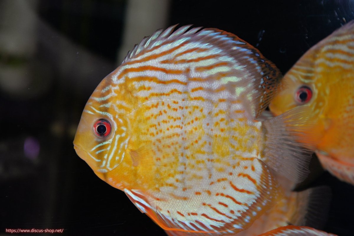 画像1: 【決算セール対象個体】【ワイルドディスカス】【通販】【今シーズン超希少種】アッパーテフェ スーパーロイヤル【個体販売】14-16cm（生体）アッパーテフェ産 (1)