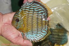 画像3: 【決算セール対象個体】【ワイルドディスカス】【通販】【今シーズン超希少種】アッパーテフェ スーパーロイヤル【個体販売】14-16cm（生体）アッパーテフェ産 (3)