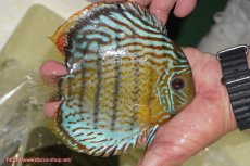 画像5: 【30周年記念セール対象個体】【ワイルドディスカス】【通販】【今シーズン超希少種】アッパーテフェ スーパーロイヤル【個体販売】14-16cm（生体）アッパーテフェ産 (5)