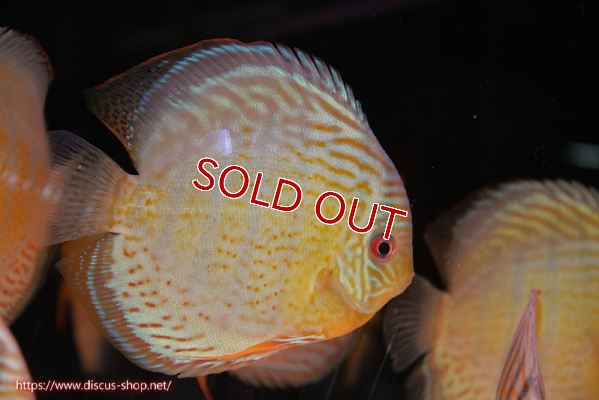 画像1: 【ワイルドディスカス】【通販】【今シーズン超希少種】アッパーテフェ スーパーロイヤル【個体販売】14-16cm（生体）アッパーテフェ産 (1)