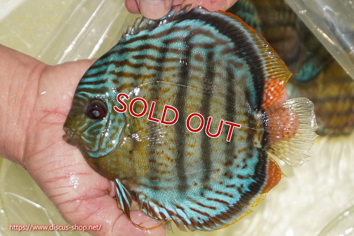 画像2: 【ワイルドディスカス】【通販】【今シーズン超希少種】アッパーテフェ スーパーロイヤル【個体販売】14-16cm（生体）アッパーテフェ産 (2)