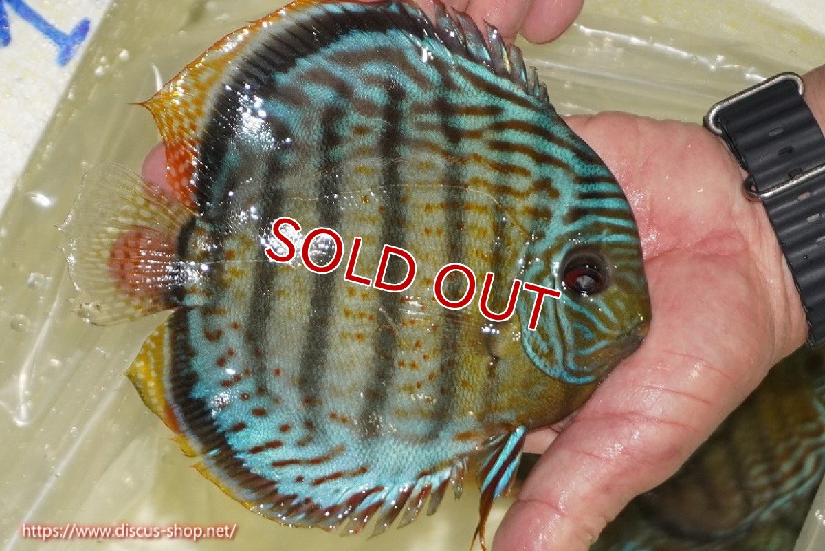 画像3: 【ワイルドディスカス】【通販】【今シーズン超希少種】アッパーテフェ スーパーロイヤル【個体販売】14-16cm（生体）アッパーテフェ産 (3)