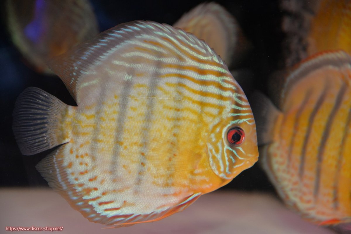 画像1: 【決算セール対象個体】【ワイルドディスカス】【通販】【今シーズン超希少種】アッパーテフェ スーパーロイヤル【個体販売】14-16cm（生体）アッパーテフェ産 (1)