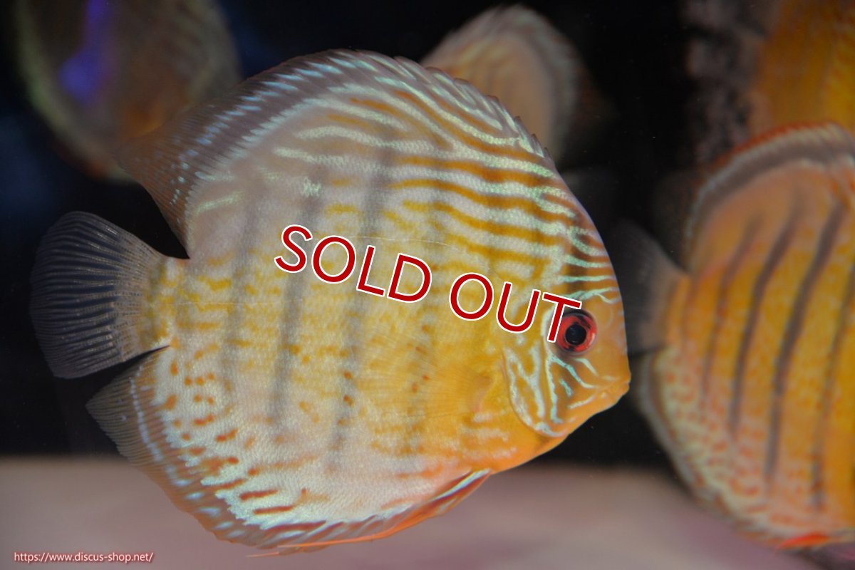 画像1: 【30周年記念セール対象個体】【ワイルドディスカス】【通販】【今シーズン超希少種】アッパーテフェ スーパーロイヤル【個体販売】14-16cm（生体）アッパーテフェ産 (1)