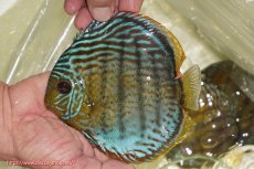 画像1: 【ワイルドディスカス】【通販】【今シーズン超希少種】アッパーテフェ スーパーロイヤル【個体販売】14-16cm（生体）アッパーテフェ産 (1)