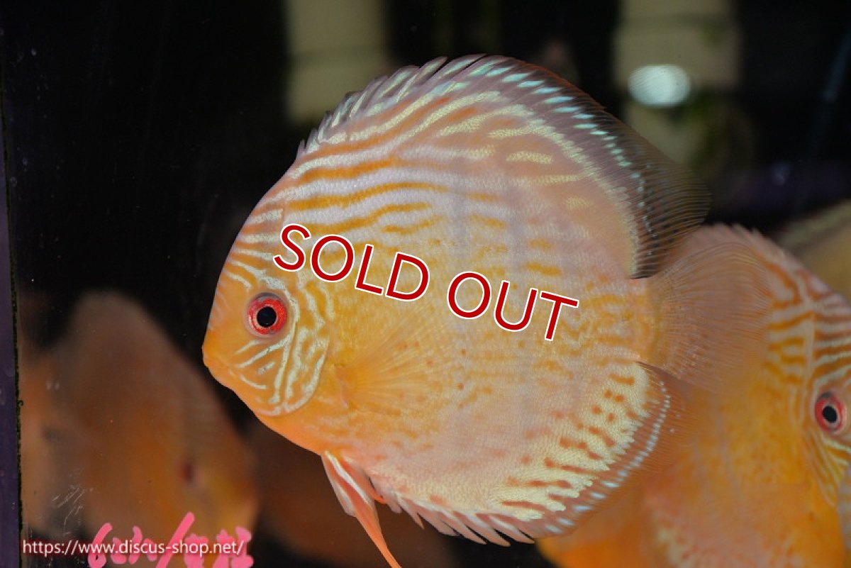 画像2: 【30周年記念セール対象個体】【ワイルドディスカス】【通販】【今シーズン超希少種】アッパーテフェ スーパーロイヤル【個体販売】14-16cm（生体）アッパーテフェ産 (2)