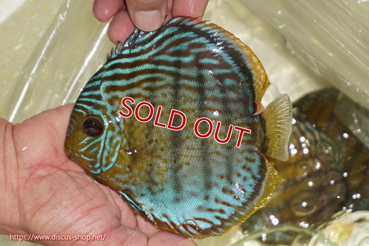 画像3: 【30周年記念セール対象個体】【ワイルドディスカス】【通販】【今シーズン超希少種】アッパーテフェ スーパーロイヤル【個体販売】14-16cm（生体）アッパーテフェ産 (3)