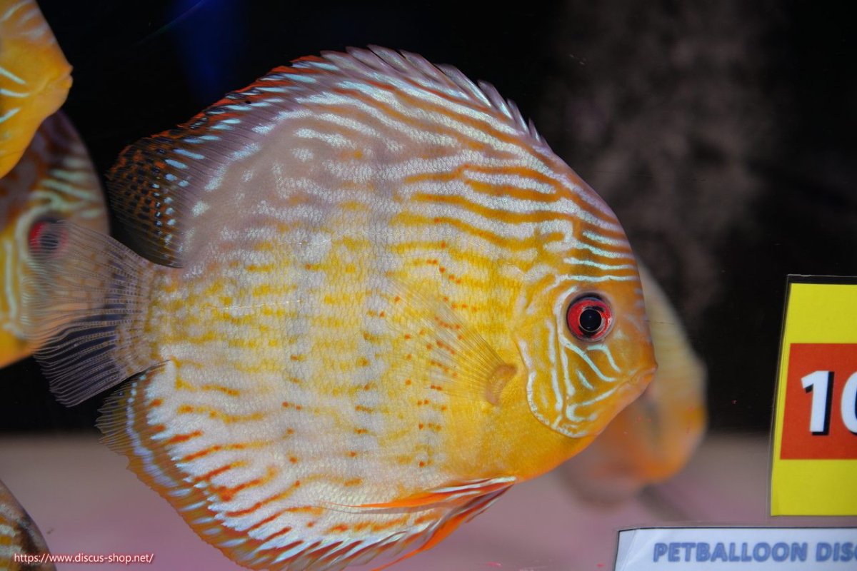 画像1: 【30周年記念セール対象個体】【ワイルドディスカス】【通販】【今シーズン超希少種】アッパーテフェ スーパーロイヤル【個体販売】14-16cm（生体）アッパーテフェ産 (1)