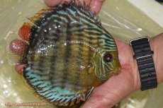 画像6: 【初夏のワイルドディスカスセール対象個体】【ワイルドディスカス】【通販】【今シーズン超希少種】アッパーテフェ スーパーロイヤル【個体販売】14-16cm（生体）アッパーテフェ産 (6)