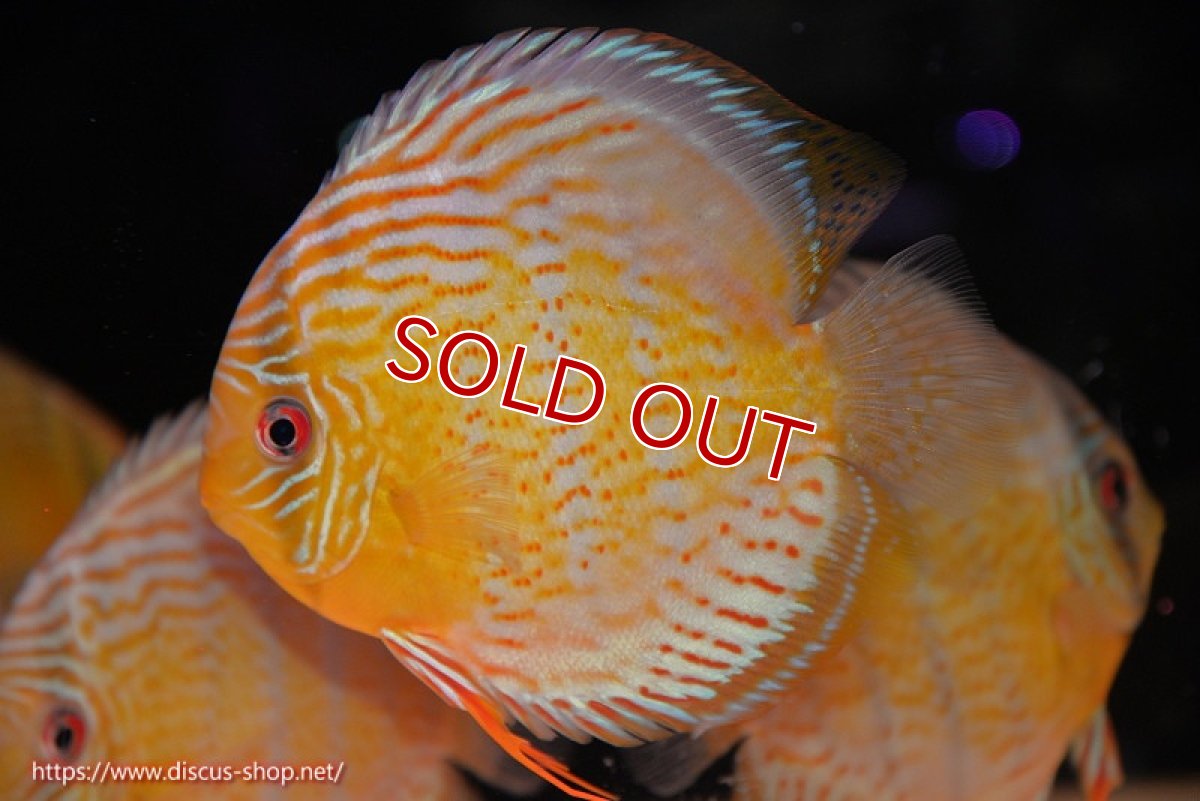 画像1: 【ワイルドディスカス】【通販】【今シーズン超希少種】アッパーテフェ スーパーロイヤル【個体販売】14-16cm（生体）アッパーテフェ産 (1)