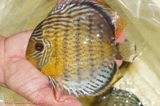 画像1: 【ワイルドディスカス】【通販】【今シーズン超希少種】アッパーテフェ スーパーロイヤル【個体販売】14-16cm（生体）アッパーテフェ産 (1)