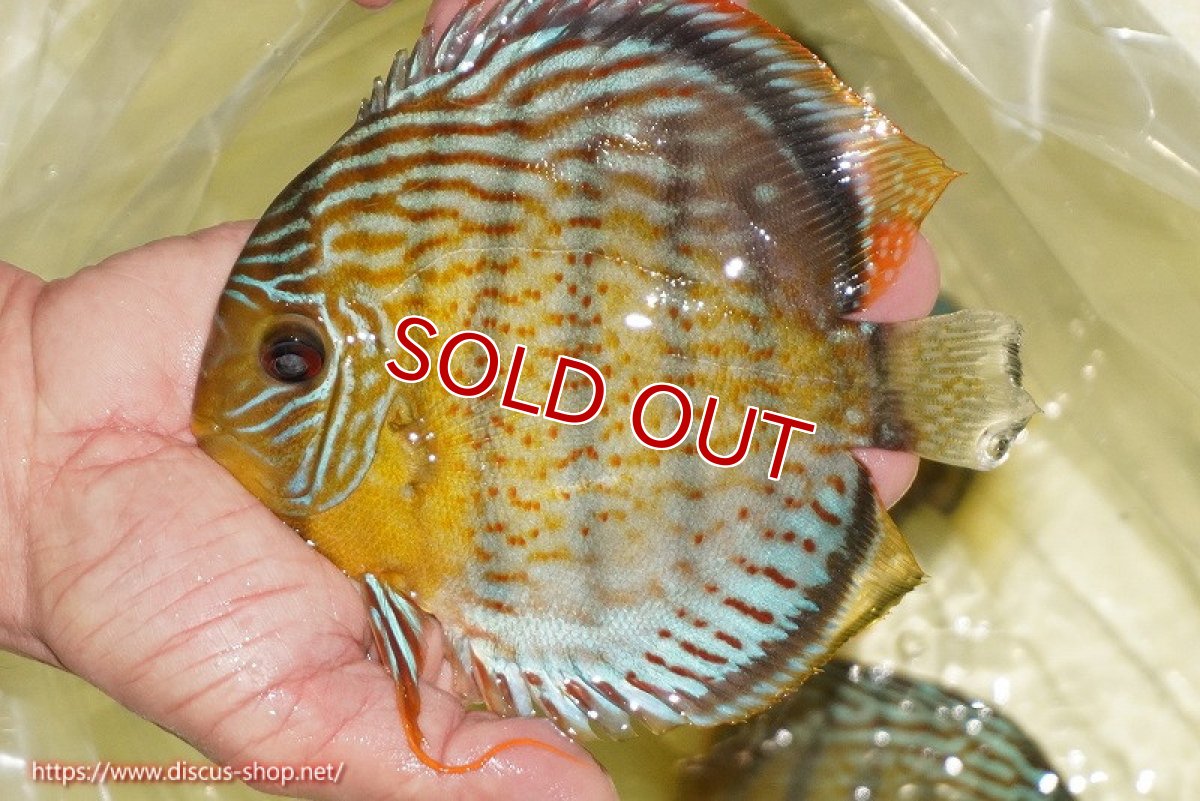 画像2: 【ワイルドディスカス】【通販】【今シーズン超希少種】アッパーテフェ スーパーロイヤル【個体販売】14-16cm（生体）アッパーテフェ産 (2)