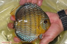 画像3: 【ワイルドディスカス】【通販】【今シーズン超希少種】アッパーテフェ スーパーロイヤル【個体販売】14-16cm（生体）アッパーテフェ産 (3)