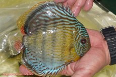 画像2: 【ワイルドディスカス】【通販】【今シーズン超希少種】アッパーテフェ スーパーロイヤル【個体販売】14-16cm（生体）アッパーテフェ産 (2)