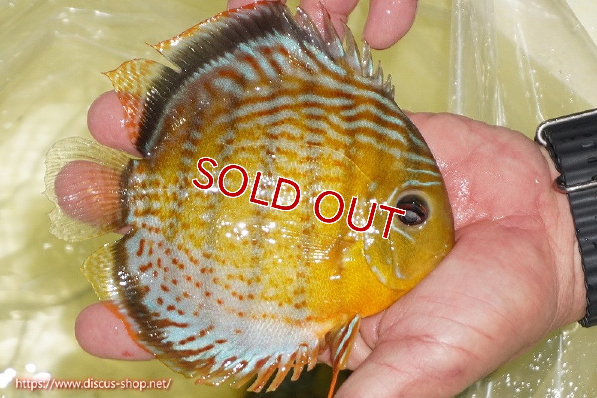 画像2: 【ワイルドディスカス】【通販】【今シーズン超希少種】アッパーテフェ スーパーロイヤル【個体販売】14-16cm（生体）アッパーテフェ産 (2)