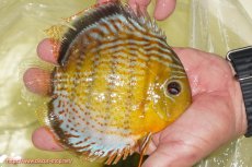 画像2: 【ワイルドディスカス】【通販】【今シーズン超希少種】アッパーテフェ スーパーロイヤル【個体販売】14-16cm（生体）アッパーテフェ産 (2)