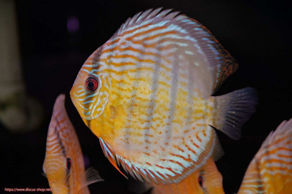 画像1: 【決算セール対象個体】【ワイルドディスカス】【通販】【今シーズン超希少種】アッパーテフェ スーパーロイヤル【個体販売】14-16cm（生体）アッパーテフェ産 (1)