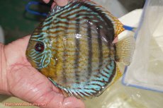 画像1: 【ワイルドディスカス】【通販】【今シーズン超希少種】アッパーテフェ スーパーロイヤル【個体販売】14-16cm（生体）アッパーテフェ産 (1)