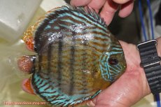 画像2: 【ワイルドディスカス】【通販】【今シーズン超希少種】アッパーテフェ スーパーロイヤル【個体販売】14-16cm（生体）アッパーテフェ産 (2)