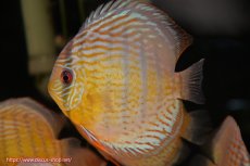 画像3: 【決算セール対象個体】【ワイルドディスカス】【通販】【今シーズン超希少種】アッパーテフェ スーパーロイヤル【個体販売】14-16cm（生体）アッパーテフェ産 (3)